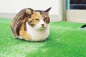 neko neko