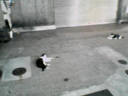 運送屋さんにゃん3兄弟